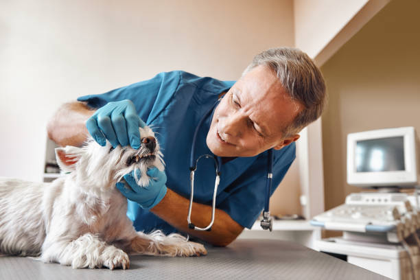 Best 24-Hour Emergency Dental Care in College Park, GA